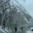 деревья 1.png - Администрация Артёмовского городского округа
