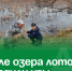 Возле озера лотосов высадили ивы. - Администрация Артёмовского городского округа
